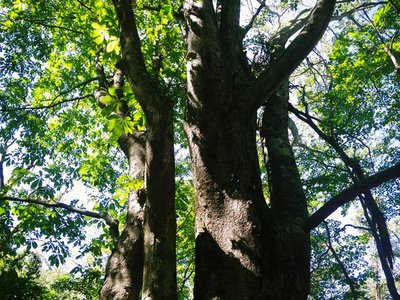 東前の谷の大木
