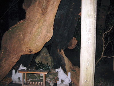 ● 巨樹の祠にお稲荷さんの姿が映りました