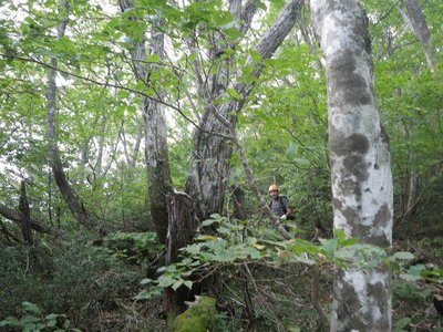 下山の滝波山東尾根上部