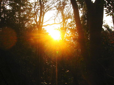 ● 雑木のすきまから初日の出、光が差し込んできた