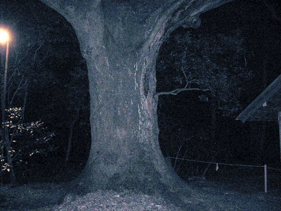 ● つきよみさんのパワー樹、テレビで紹介されてお参りの人が増えたとかですよ