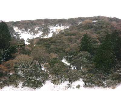 ● 奥社、アセビで埋まりかけてる
