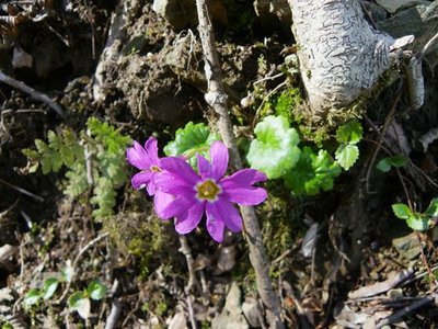 可愛いピンクのイワザクラ