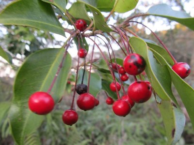 じつはソヨゴです。