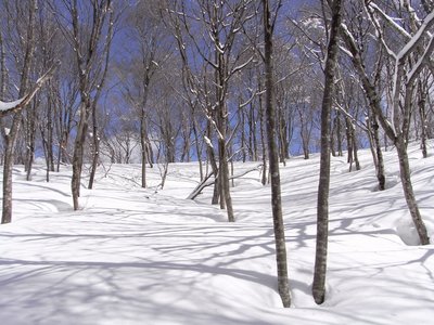 s-R0014486.jpg (462.31 KiB) 閲覧された回数 6784 回 疎林の尾根斜面を登る