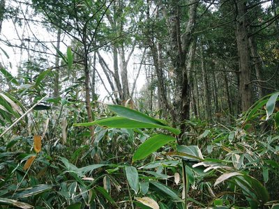 やぶのかぶる稜線