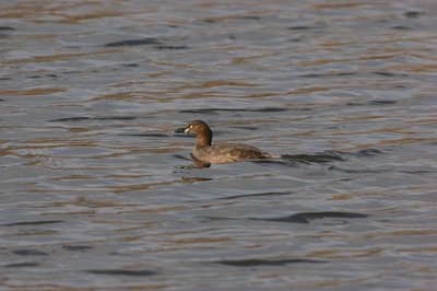 DSC05616.jpg (93.64 KiB) 閲覧された回数 4138 回 カイツブリ