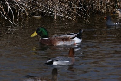 DSC05630.jpg (129.19 KiB) 閲覧された回数 4138 回 マガモ 手前はヒドリガモ 奥にバンとカルガモ