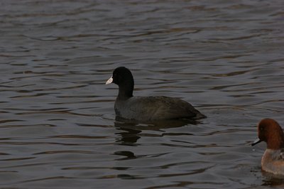 DSC05632.jpg (81.4 KiB) 閲覧された回数 4138 回 オオバン