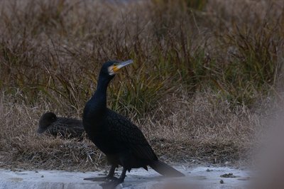 カワウ（たぶん）