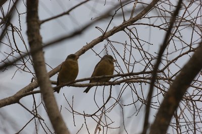 DSC05667.jpg (125.88 KiB) 閲覧された回数 4138 回 カワラヒ