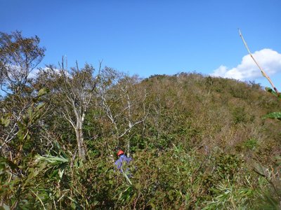 花房山頂上付近のヤブ