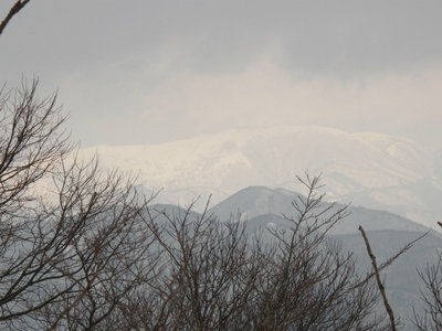 IMG_4674.jpg (232.73 KiB) 閲覧された回数 7399 回 真っ白な霊仙