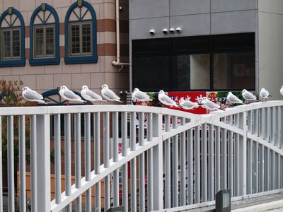 IMG_0597-s.JPG (185.22 KiB) 閲覧された回数 4090 回 おまえらタコ焼欲しんかい?