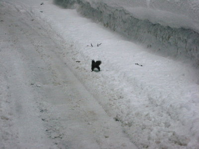 ● リスのシッポ、横に逃げないとアカンよ