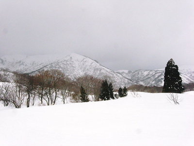 ● 和田山高原入口、大杉と野伏ケ岳に小白山がもやってる