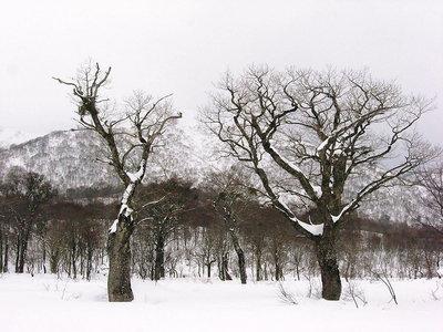 ● ブナ参道、左のブナ仁王さんの腕がなくなってる