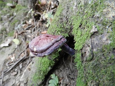 DSCN4546RRR.JPG (90.25 KiB) 閲覧された回数 10425 回 謎の物体?キノコ?