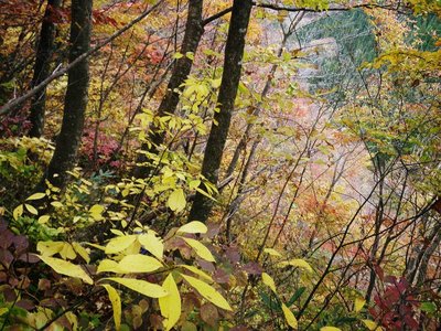 IMGP0054.JPG (147 KiB) 閲覧された回数 6226 回 紅葉の高巻き