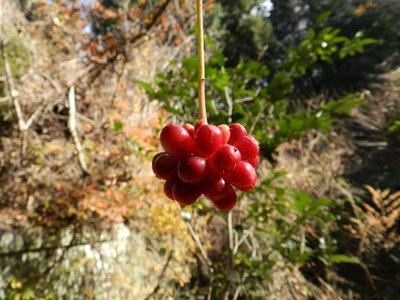 トンネルの近くで見つけたペンダント