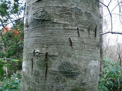 熊さん、出てこないでね