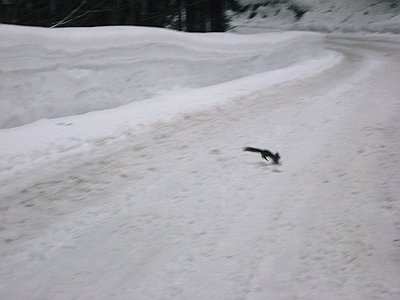 ● リスちゃんが あっちいったり ドコいくの