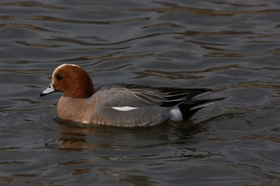 DSC05631.jpg (93.09 KiB) 閲覧された回数 3888 回 つぶらな瞳がかわいい