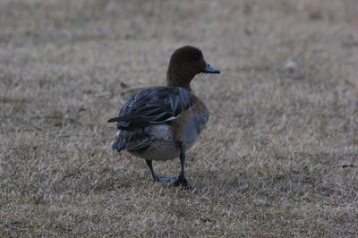 お尻が美味しそう