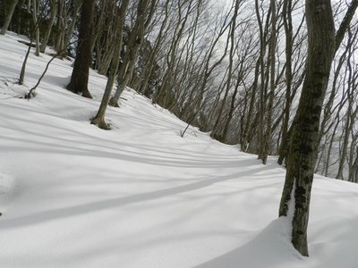 金山尾根二次林