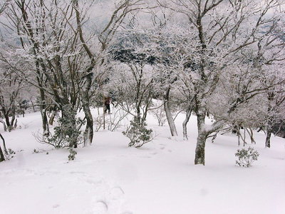 ●　金山まで上がれば樹氷が咲き出す