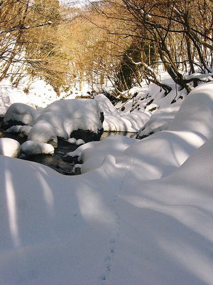 ● ケモノの足跡を追いながら谷中を行く