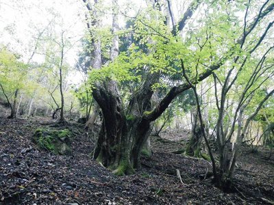 IMGP0210.JPG (136.36 KiB) 閲覧された回数 3724 回 威風堂々