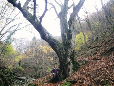 IMGP0264_sh01.JPG (121.31 KiB) 閲覧された回数 3724 回 大トチ