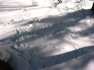 入り乱れ.JPG (131.53 KiB) 閲覧された回数 5158 回 ● 足跡が入り乱れ、ナニしとんのやろなあ