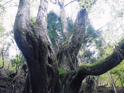 精霊宿る大樹