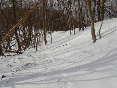 薄日、影は濃くない