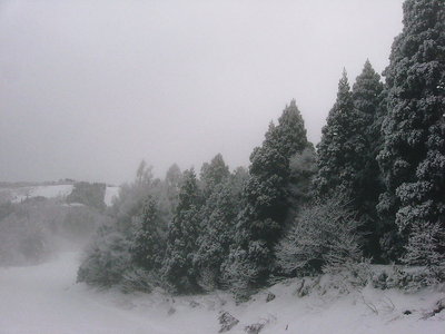 ●　雪モヤの中霧氷が飾る