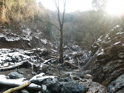 谷中に残る、樹皮の削がれたサワグルミの樹