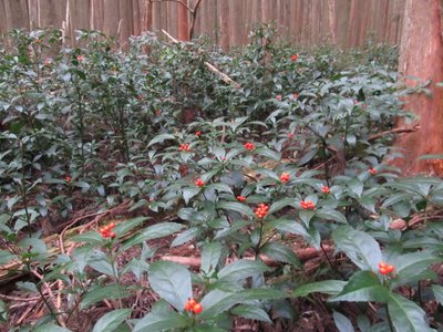 IMG_7408.jpg (201.42 KiB) 閲覧された回数 15250 回 千両