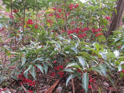 IMG_7423.jpg (248.41 KiB) 閲覧された回数 15250 回 万両