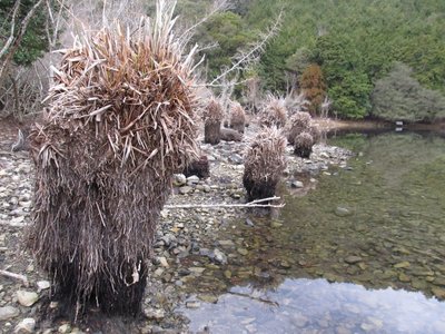 IMG_7441.jpg (228.74 KiB) 閲覧された回数 15295 回 何だろう?