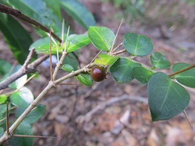 IMG_7561.jpg (99.44 KiB) 閲覧された回数 15250 回 有り通し