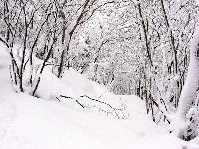 ● 養老山は豪雪の中遊びました。こんな大雪は初めてだワン