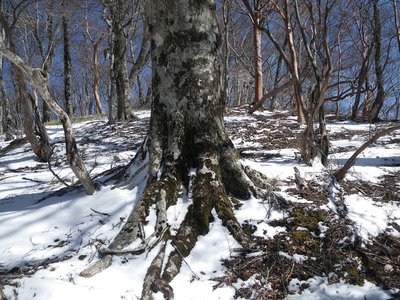 ブナとヒメシャラと