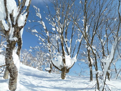 今年の西尾根上部