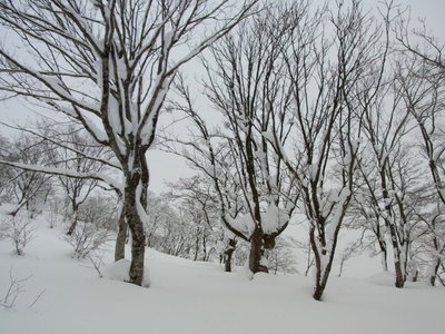 去年の西尾根上部