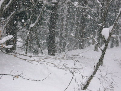 ● 奥美濃リゾートで雪森に遊んできました、素晴らしい世界だワン