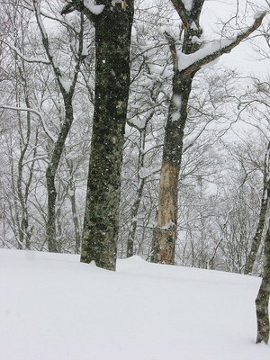 ブナ.JPG (218.71 KiB) 閲覧された回数 1961 回 ● ブナがすくって立つ、枯れる樹があるから生きる樹は生きれるんだね