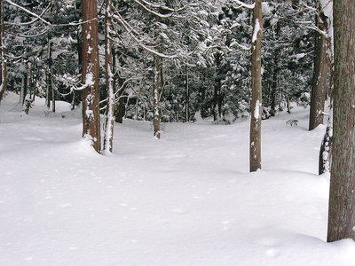 ● 山荘への入口、深い森だよ