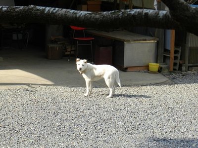 4.JPG (83.86 KiB) 閲覧された回数 9999 回 シロ